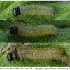 pyr armoricanus larva2 volg12